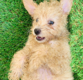 Pomapoo Puppies For Sale - Florida Fur Babies